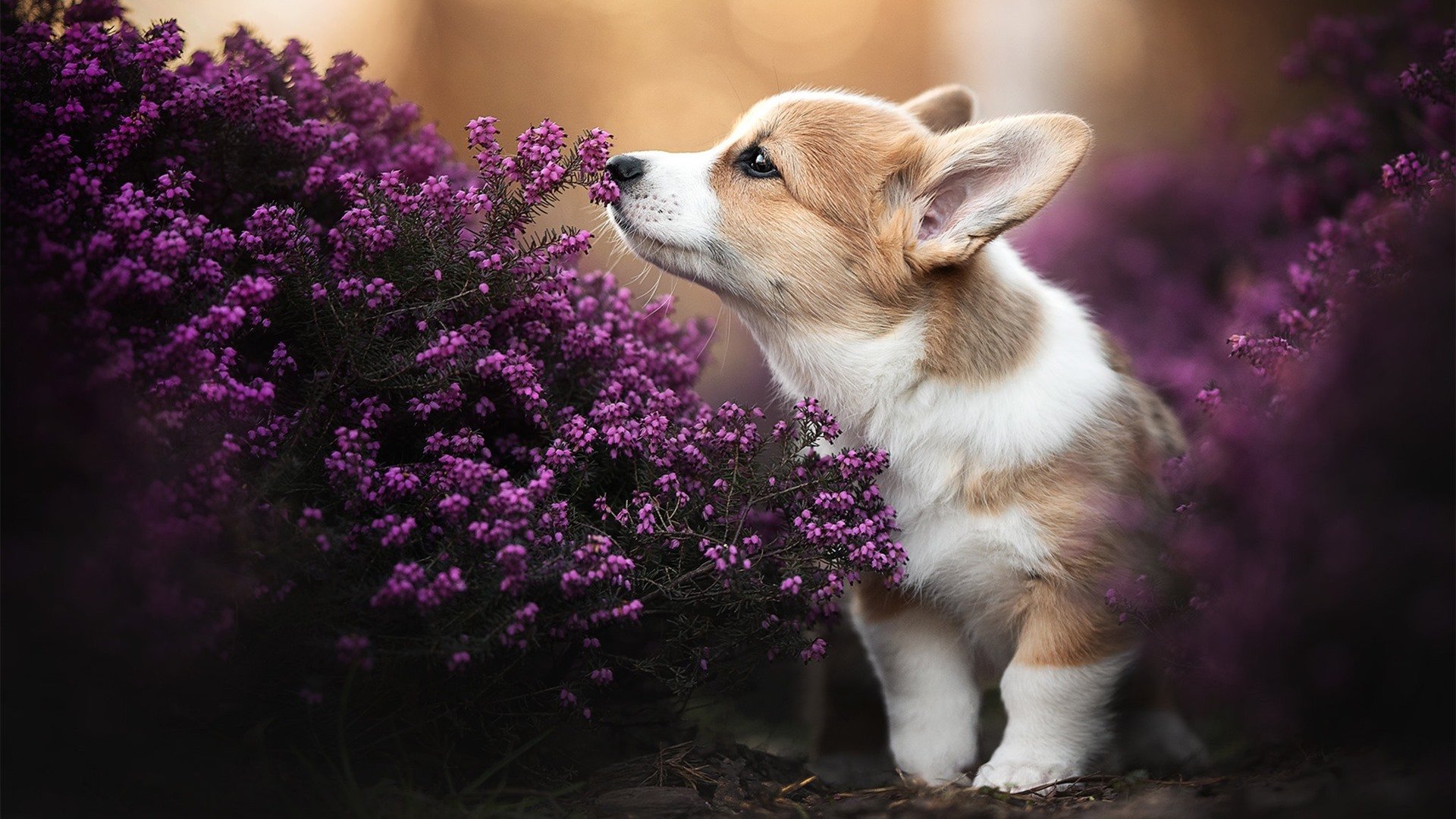 逆袭黑马 vs 老牌王者,红牛二队鏖战梅赛德斯,塞恩斯烫金右脚点燃赛道