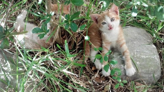 独狼啸月，当丹麦战车遇上太极虎—论安赛龙高光下的韩国团队胜利