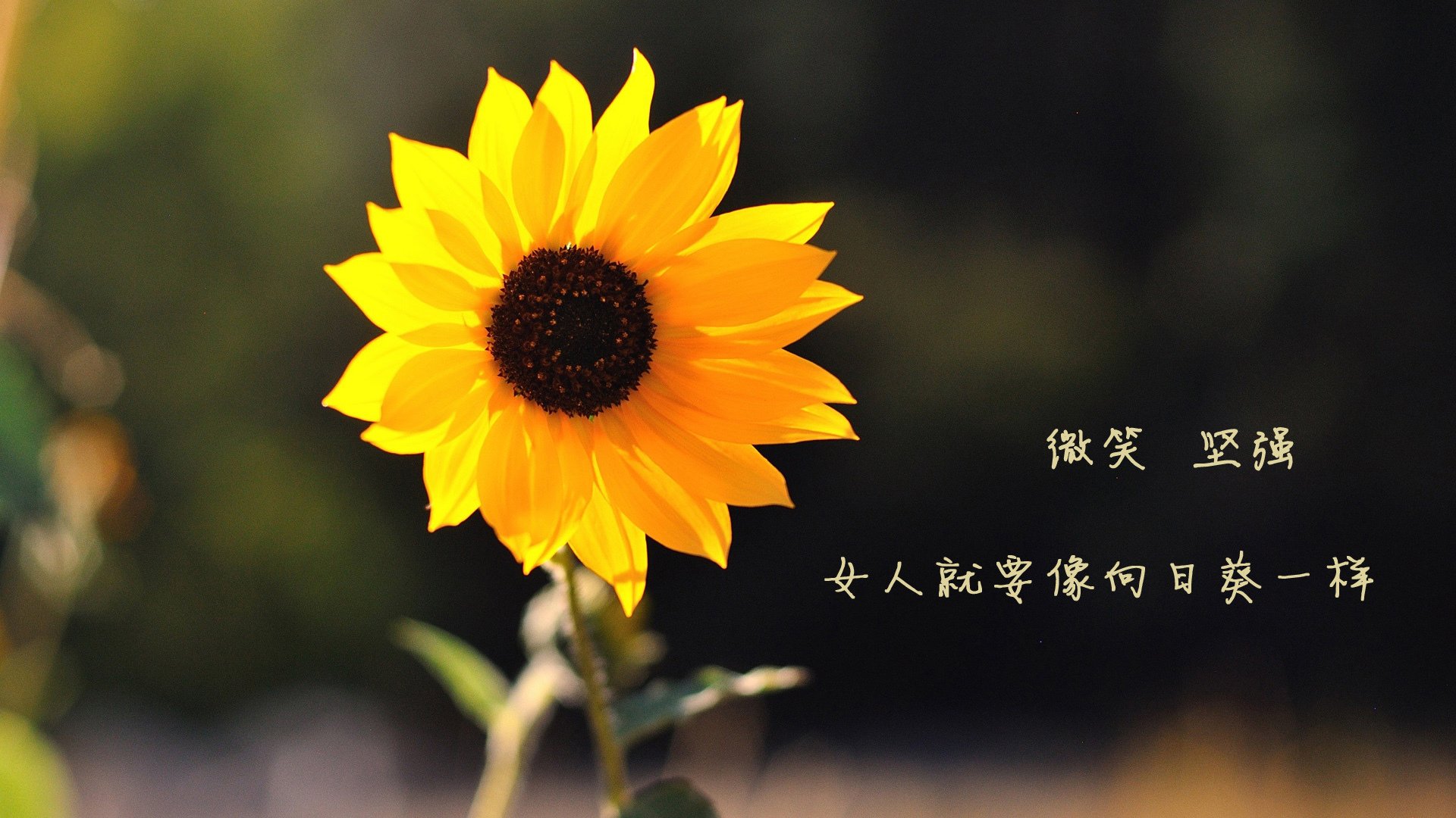 爱游戏官方-传奇逆转！掘金强势晋级背后，戈贝尔意外成关键先生