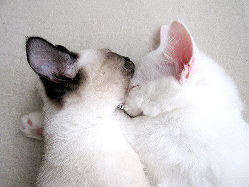 爱游戏官方入口-鹈鹕，团队机器碾碎猛龙；拉梅洛，独舞者终完成救赎