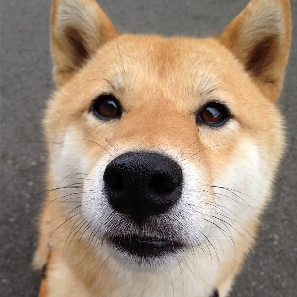 当黄色潜水艇驶向多瑙河，富安健洋的爆发与一场定义唯一的较量