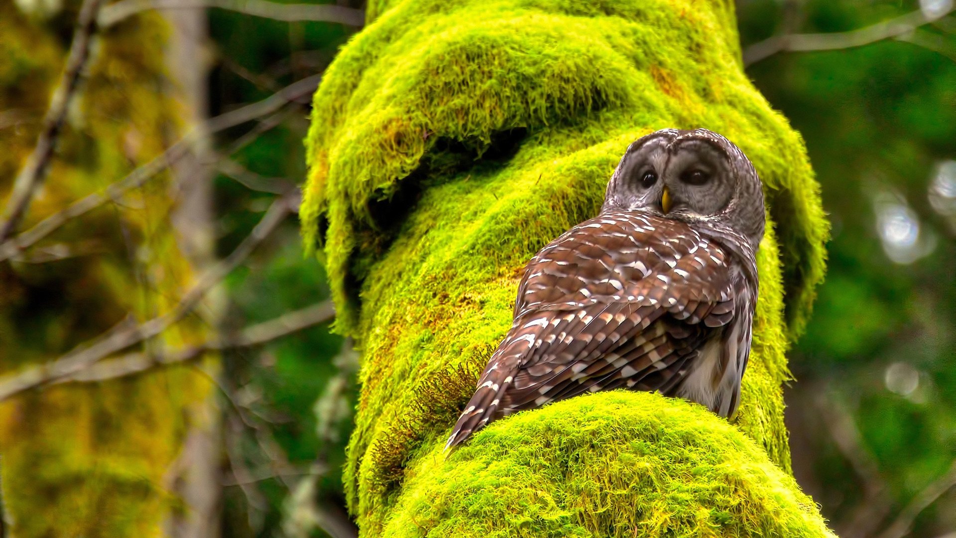 精密仪器,当英格拉姆在公牛主场拆解黄蜂