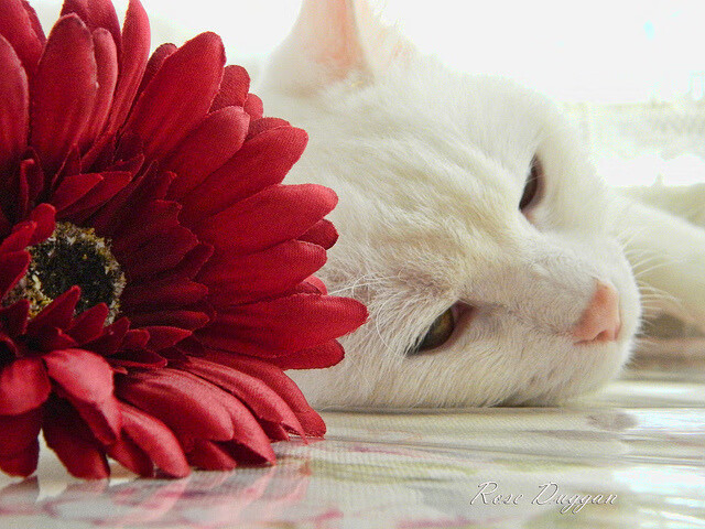 毒刺与利刃，黄蜂速胜启示录与伦纳德的冠军基因