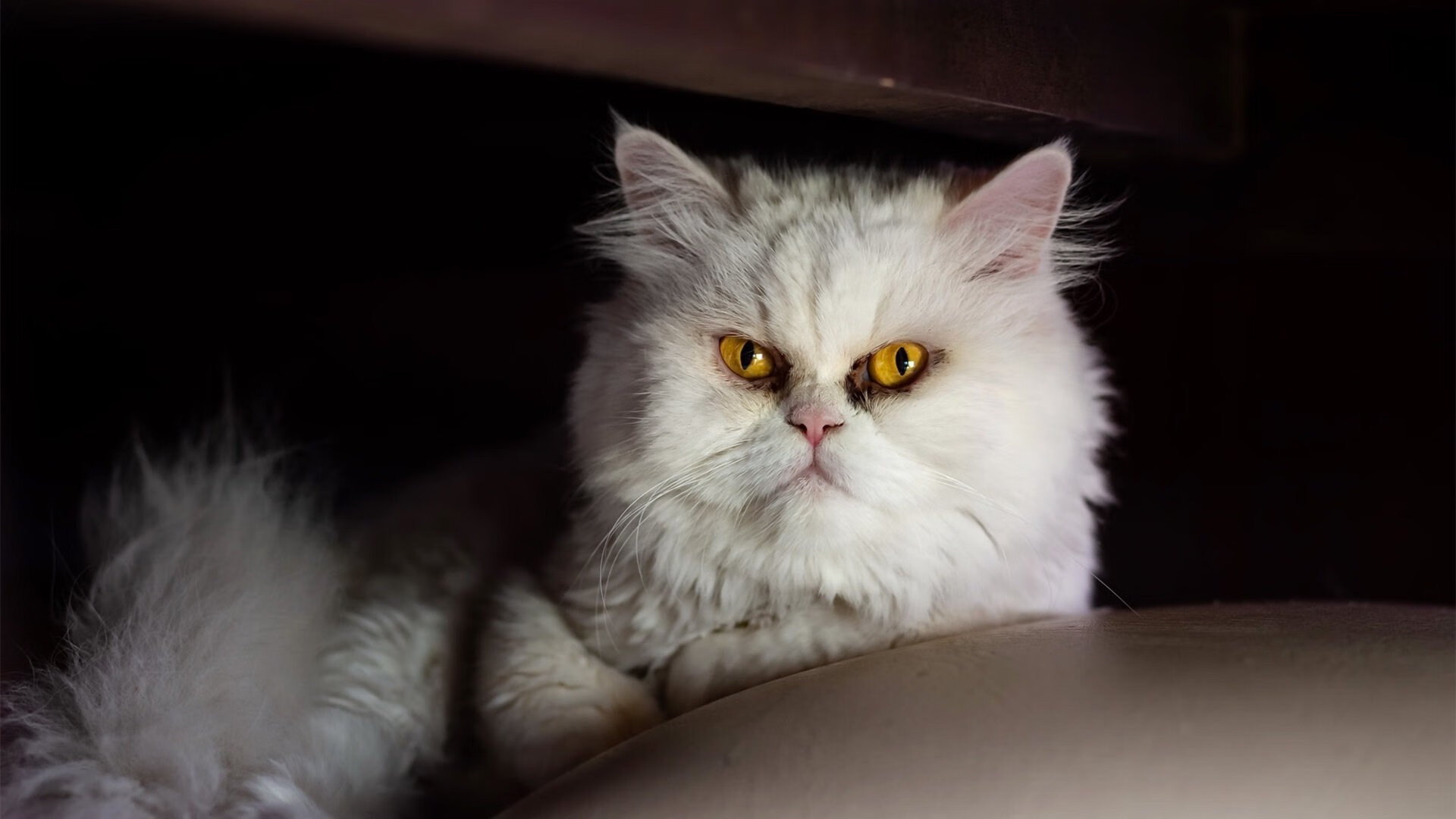 跨界巅峰对决，马德里竞技在东决关键战中力克爱尔兰，焦点战引爆全球体育界