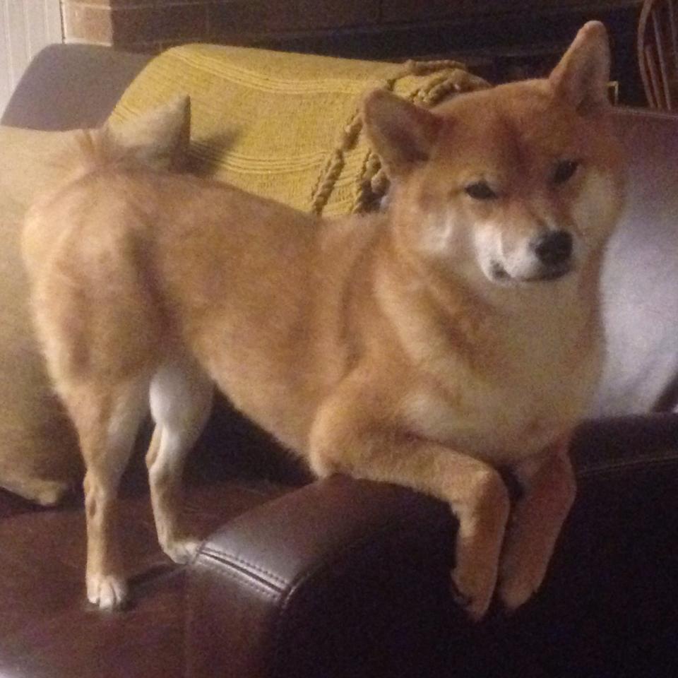 国王归来与灰熊碾压机，福克斯封神之夜，孟菲斯撕碎撕裂之城