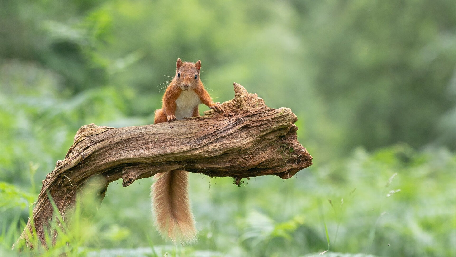 跨界火箭对决，当新疆重箭点燃休斯顿传奇夜