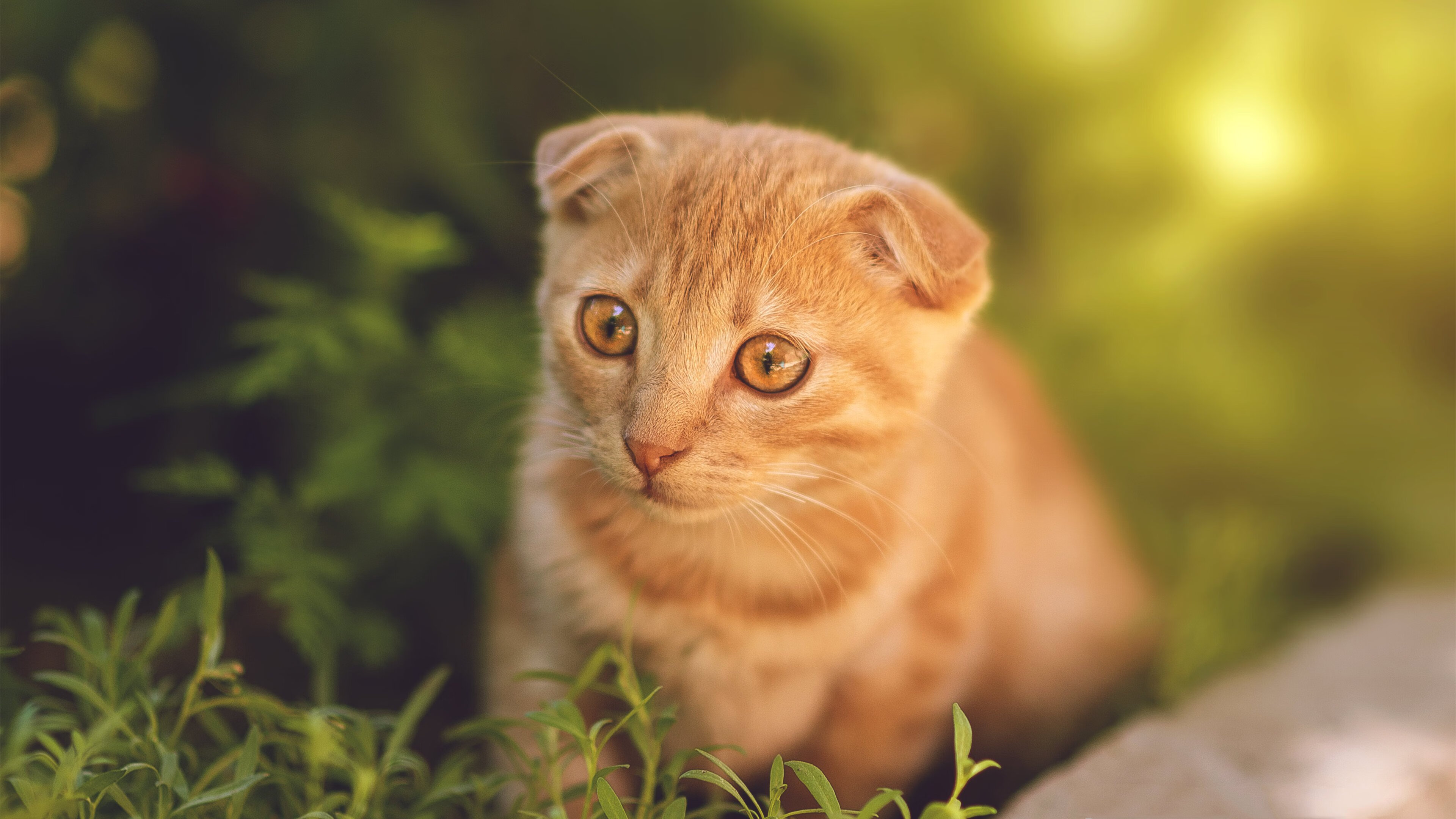 悬崖边的胜利与里程碑夜，比利亚雷亚尔力克加拿大，久保建英破茧成蝶