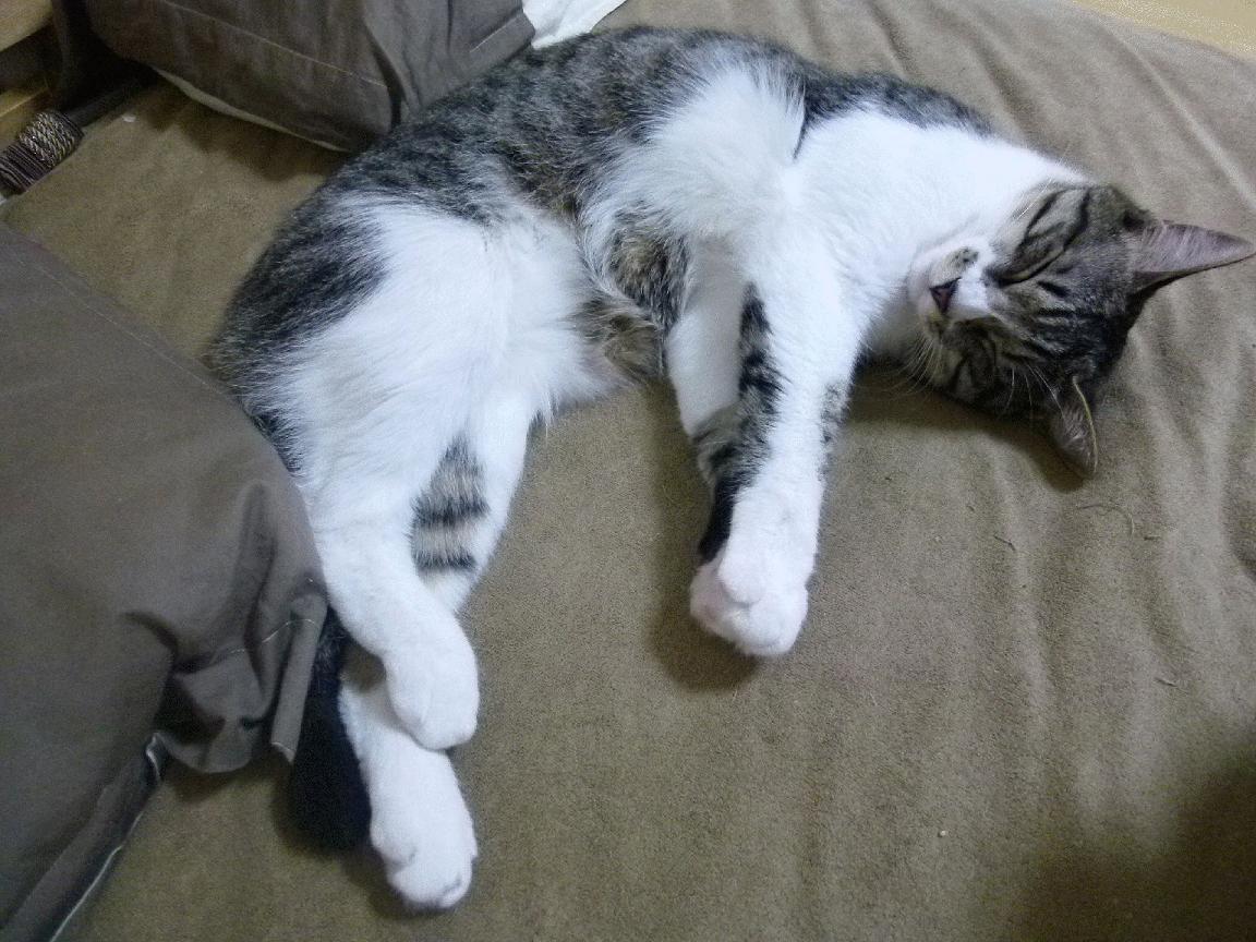 爱游戏官方入口-双星闪耀，萨拉赫与芬兰冰球队在关键时刻的共鸣