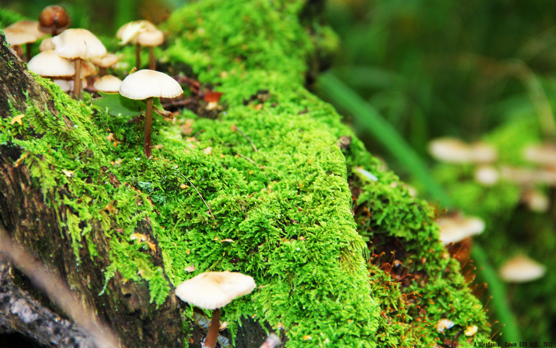 钢铁防线与冷静心脏，当凯尔特人的机器遇上布伦森的致命一击
