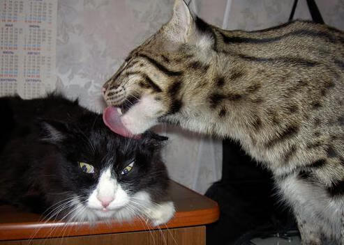 爱游戏下载-字母哥，风暴风眼，一手掌控勇龙之战