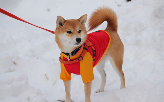 屠龙英雄，封喉时刻由配角完成的剧本