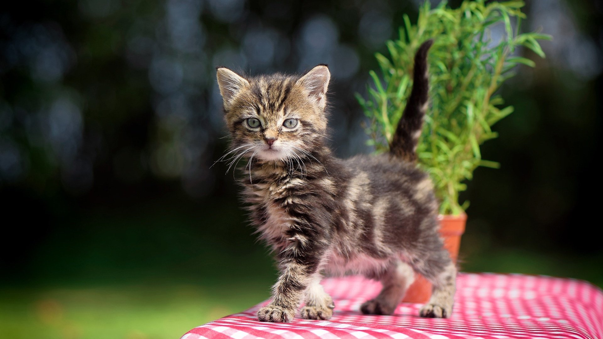 当南非草根掀翻尤文巨舰，德布劳内用一剑封喉宣告，足球没有理所当然