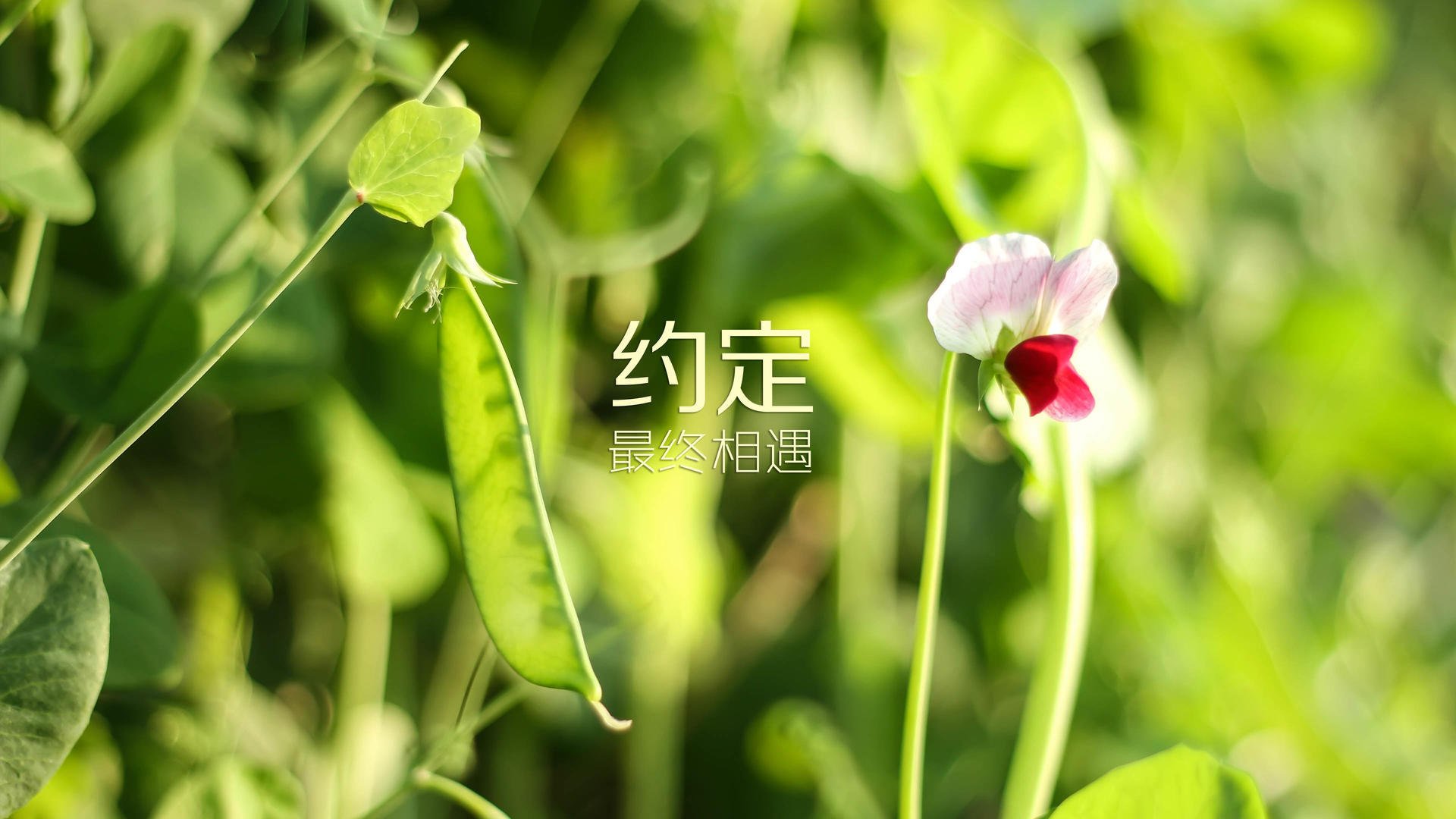沙漠之夜的奇迹，2026世界杯E组生死战，泰国绝杀加纳，格列兹曼导演法兰西逆转史诗