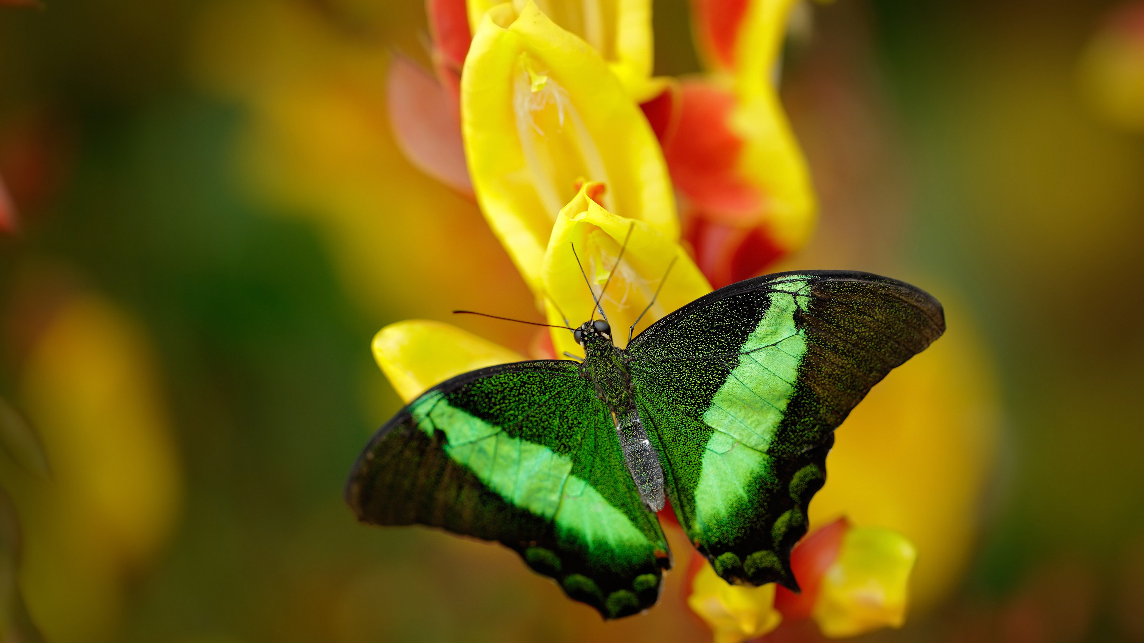 当桑巴失舞,拉什福德与日本足球的异乡人狂欢,改写世界杯争冠剧本